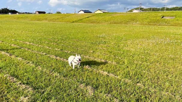 遠賀川を歩くフレブル 遠賀川を歩くフレブル フレンチブルドッグ,遠賀川,河川敷の写真素材