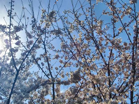 桜の季節-38 桜の季節-38の写真