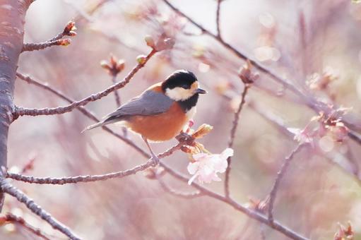 可愛いヤマガラと桜のつぼみ 鳥,ヤマガラ,自然の写真素材
