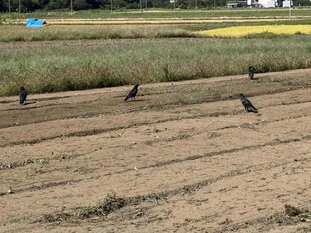 畑に群がるカラスたちの写真
