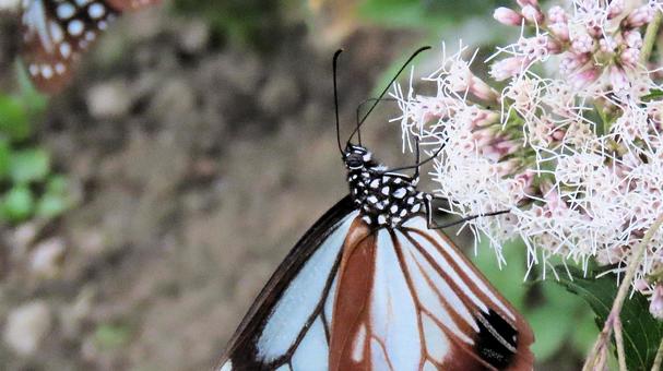 フジバカマに飛来 蜜を吸うアサギマダラ フジバカマに飛来 蜜を吸うアサギマダラの写真