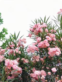 Oleander, JPG