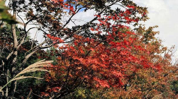 葉が色づき秋の始まりを感じる富士見高原 葉が色づき秋の始まりを感じる富士見高原の写真