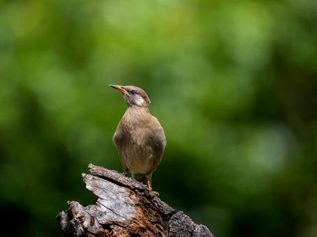 木にとまるムクドリ ムクドリ,椋鳥,野鳥の写真素材