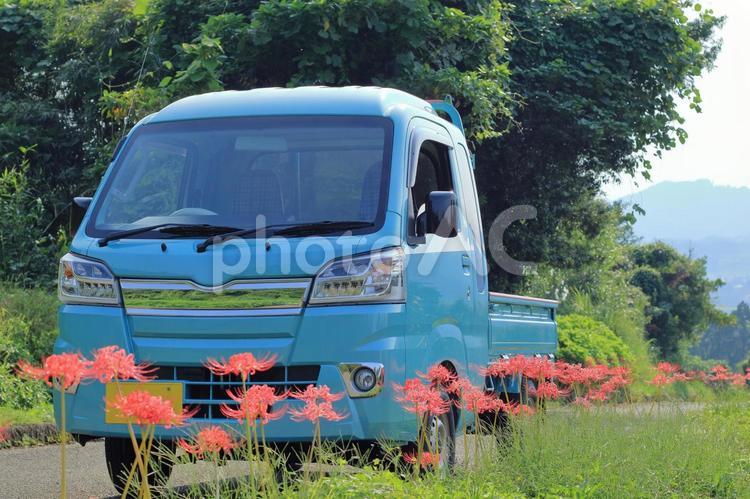 軽トラのある風景　彼岸花 軽トラ,乗り物,車の写真素材