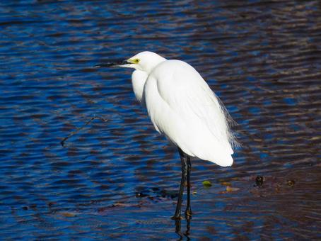 川の中に佇むコサギの写真