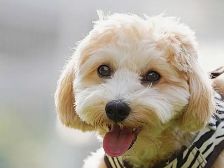 可愛いワンコの顔(ミックス犬) 可愛いワンコの顔(ミックス犬) 犬,ミックス犬,動物の写真素材