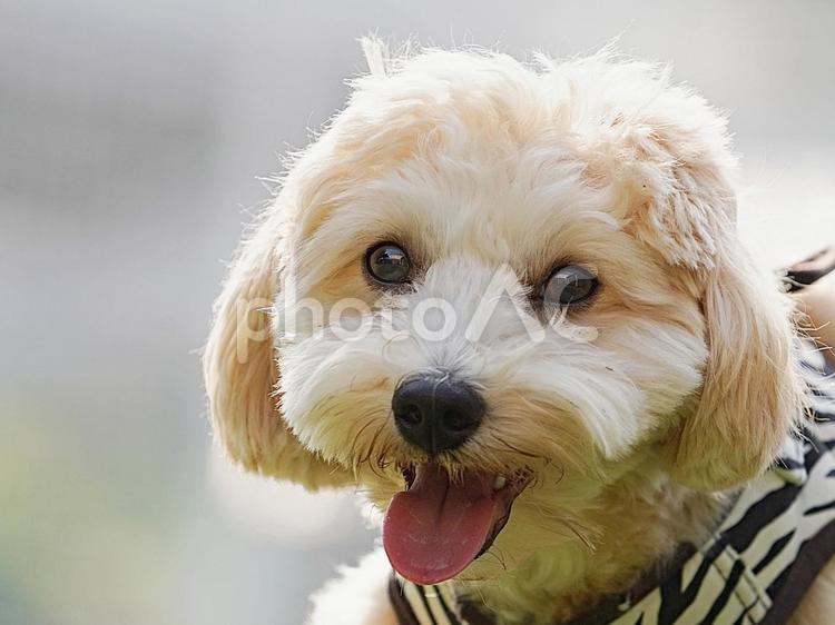 可愛いワンコの顔（ミックス犬） 犬,ミックス犬,可愛い犬の写真素材
