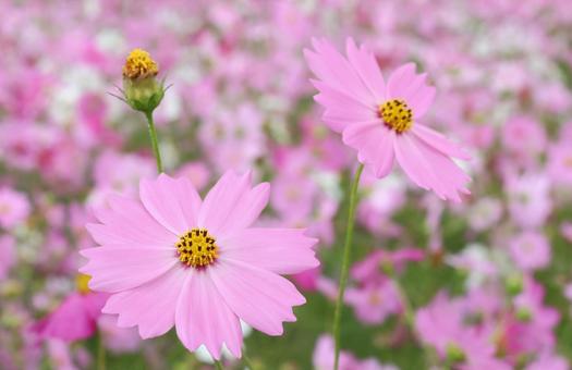 コスモス畑 コスモス,秋,こすもすの写真素材