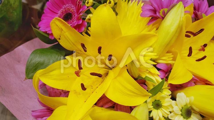 黄色い百合とピンクのガーベラの花束 百合,ガーベラ,花束の写真素材