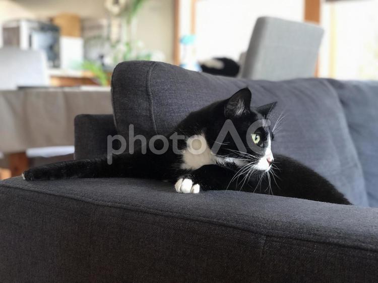 ハチワレの黒猫　ソファでくつろぐ 猫,ハチワレ,はちわれの写真素材