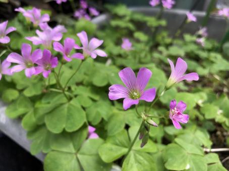 クローバーと花 クローバーと花の写真