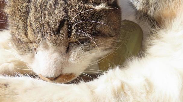 猫に小判 猫,小判,猫に小判の写真素材