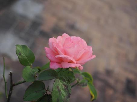 バラ園でピンクの薔薇を撮影した写真です バラ園でピンクの薔薇を撮影した写真ですの写真