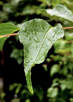 雨に濡れた新葉 雨に濡れた新葉の写真