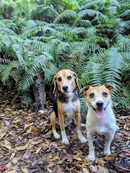 ジャングルみたい！ 犬,ビーグル,ジャックラッセルテリアの写真素材