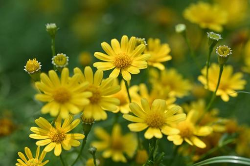 Photo, daisy, flower, yellow, 
