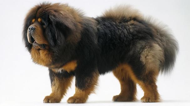 チベタン・マスティフ2の写真