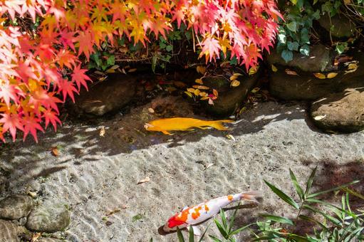 もみじ公園の秋(34) 秋,紅葉,モミジの写真素材