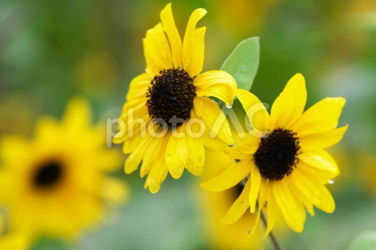 満開のひまわり畑 ひまわり畑,ひまわり,旅行の写真素材