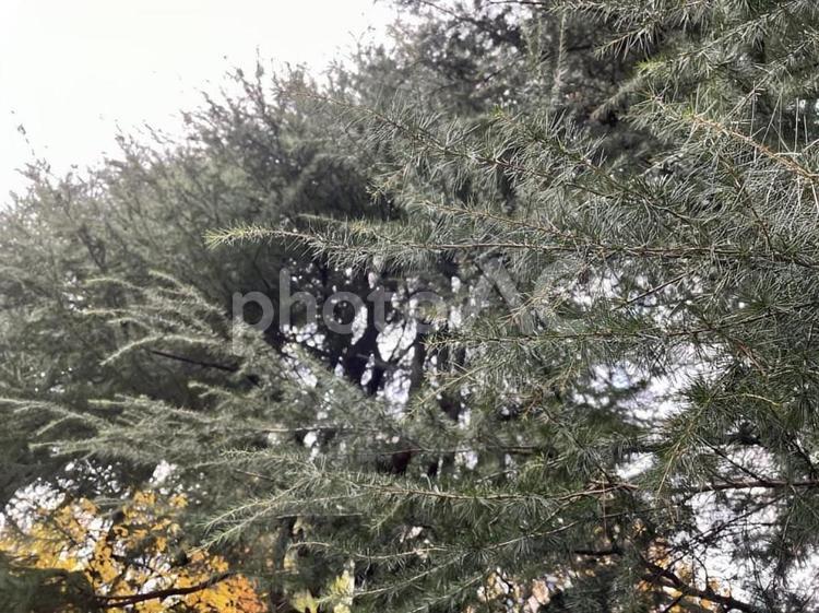もみの木 もみの木,秋,植物の写真素材