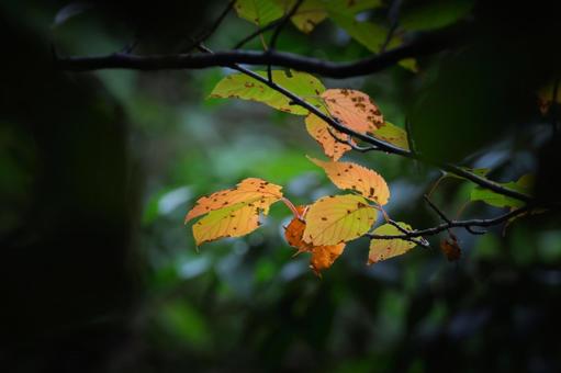 秋色 葉,木の葉,紅葉の写真素材
