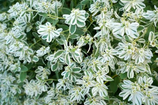 白い縁取りの葉を持つ植物の群生 白い縁取りの葉を持つ植物の群生 植物,葉,花の写真素材
