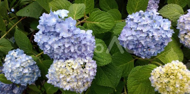 雨に濡れたアジサイ アジサイ,あじさい,紫陽花の写真素材