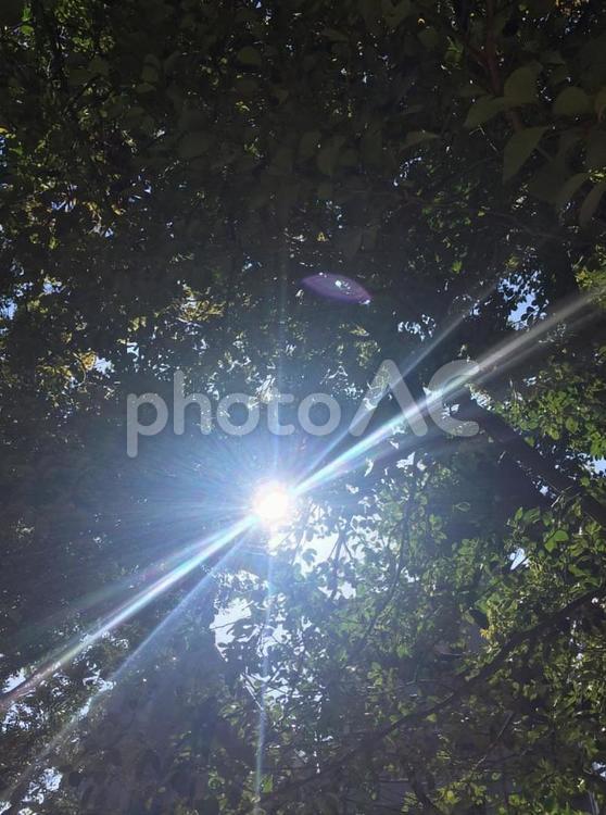 木漏れ日 木漏れ日,自然,太陽の写真素材