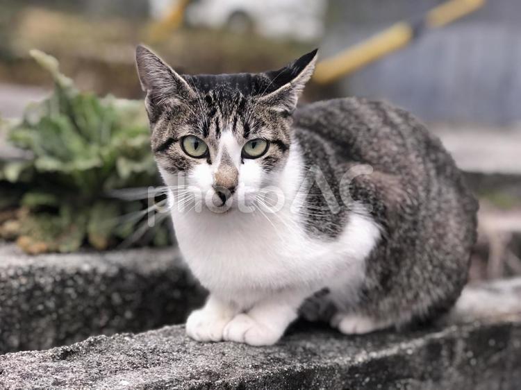 猫　地域猫 猫,可愛い,動物の写真素材