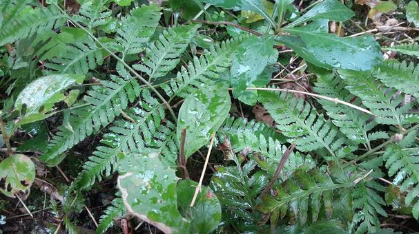 雨の日のシダの葉・1 羊歯,雑草,地面の写真素材