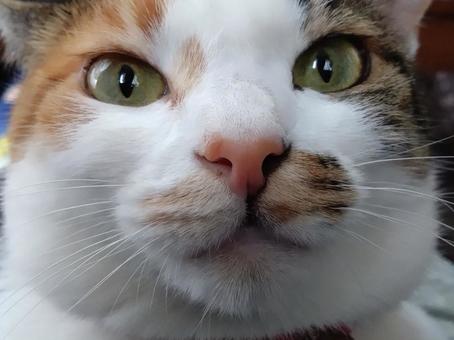 かわいいを主張するねこ かわいいを主張するねこの写真