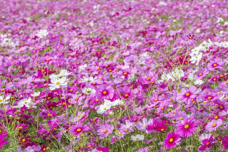コスモス　秋イメージ コスモス,秋桜,花の写真素材