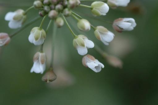 ぺんぺん草 ぺんぺん草の写真