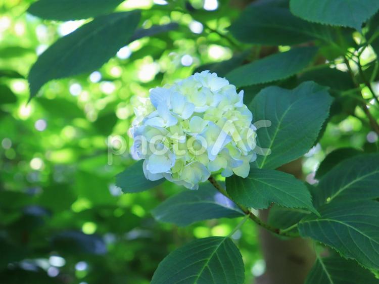 アジサイ アジサイ,あじさい,花の写真素材