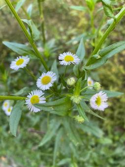 白い小花（ハルジオン） 野草,野花,白い花の写真素材