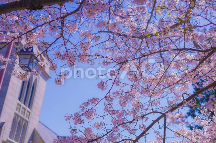横浜元町の桜と横浜山手聖公会 横浜元町,横浜山手聖公会,元町の写真素材
