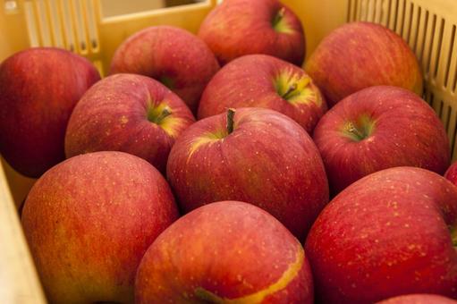 宮田村のリンゴ5 リンゴ,品種,シナノスイートの写真素材