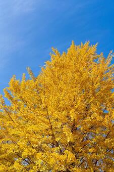 イチョウ　紅葉 イチョウ,黄色い,紅葉の写真素材