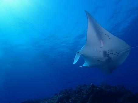 石垣島のマンタ マンタ,石垣島,ダイビングの写真素材