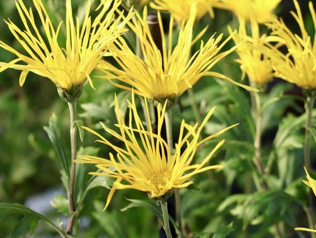 サガギク 菊,キク,キク科の写真素材