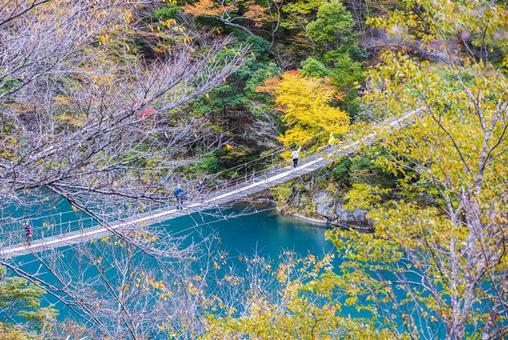 静岡県　寸又峡の夢の吊橋・秋景色 寸又峡,紅葉,風景の写真素材