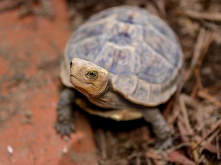 セマルハコガメのアップ セマルハコガメのアップ セマルハコガメ,ハコガメ,カメの写真素材