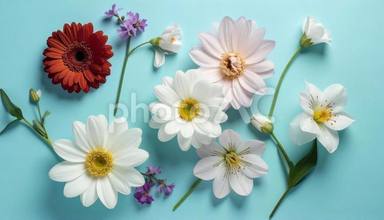4月誕生花　アルストロメリア、ガーベラ 4月誕生花,ガーベラ,アルストロメリアの写真素材