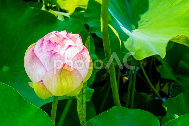 淡いピンクの蓮の蕾 蓮の蕾,蓮の葉,緑の葉の写真素材