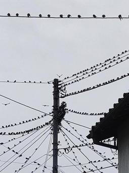 ツバメ 大群 電線 曇り空 5 ツバメ 大群 電線 曇り空 5 ツバメ,電線,風景の写真素材