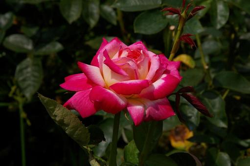 バラ アサグモ バラ,アサグモ,薔薇の写真素材