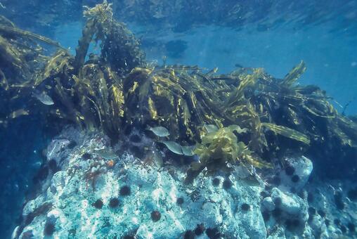 コンブとキタムラサキウニとタナゴ コンブ,キタムラサキウニ,タナゴの写真素材