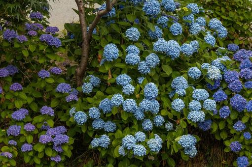 満開の紫陽花 満開の紫陽花の写真