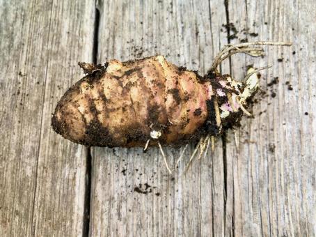 キクイモの発芽 菊芋,キク科,ヒマワリ属の写真素材